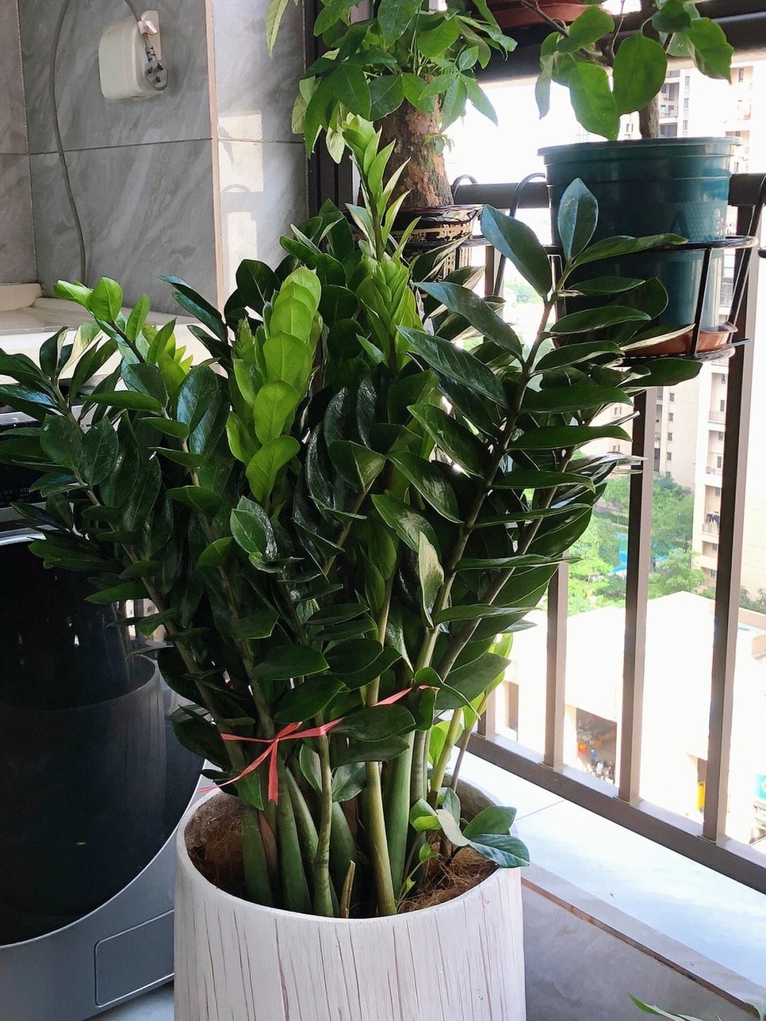 金钱树浇什么水能使叶子油绿旺盛,金钱树新枝长得油绿老枝叶片发黄