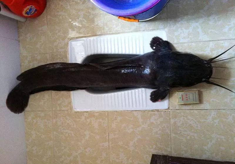 最难吃的7种鱼,只有日本人才敢吃的3种鱼