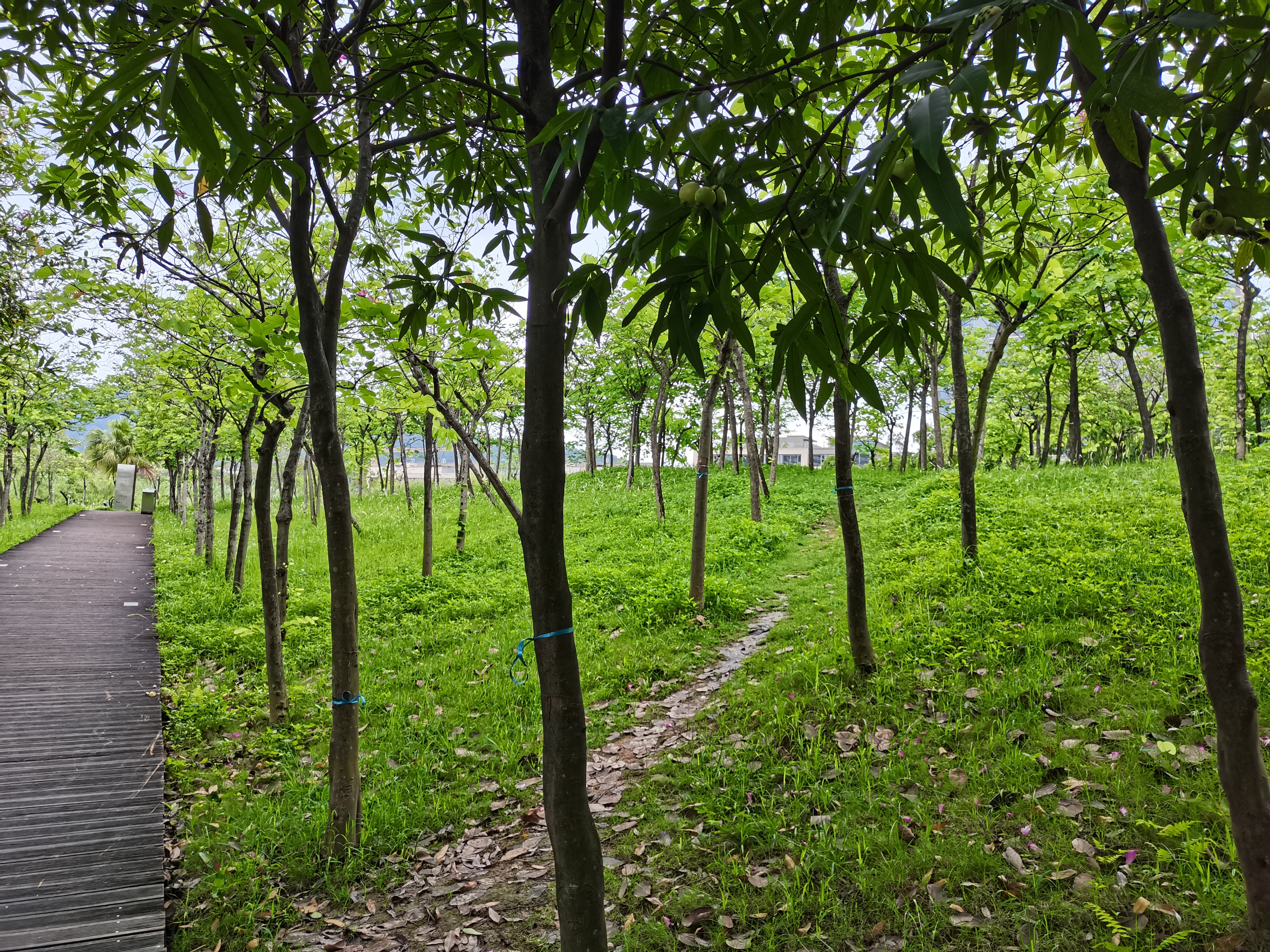 湿地公园里的树木,湿地公园的花图片