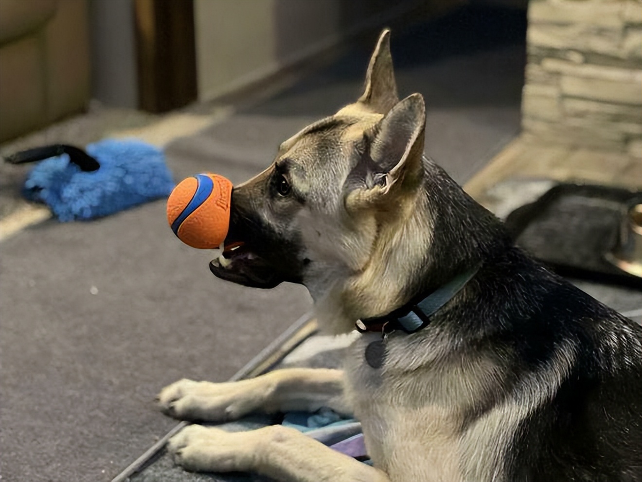 十种非常反骨的狗,狗狗反骨是什么原因