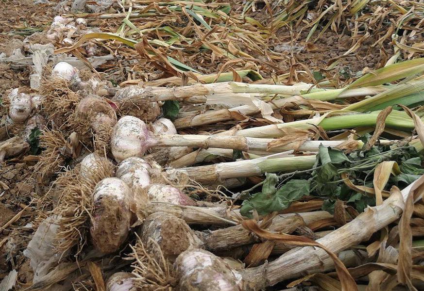 种10000亩大蒜收益,种大蒜亏了几十万