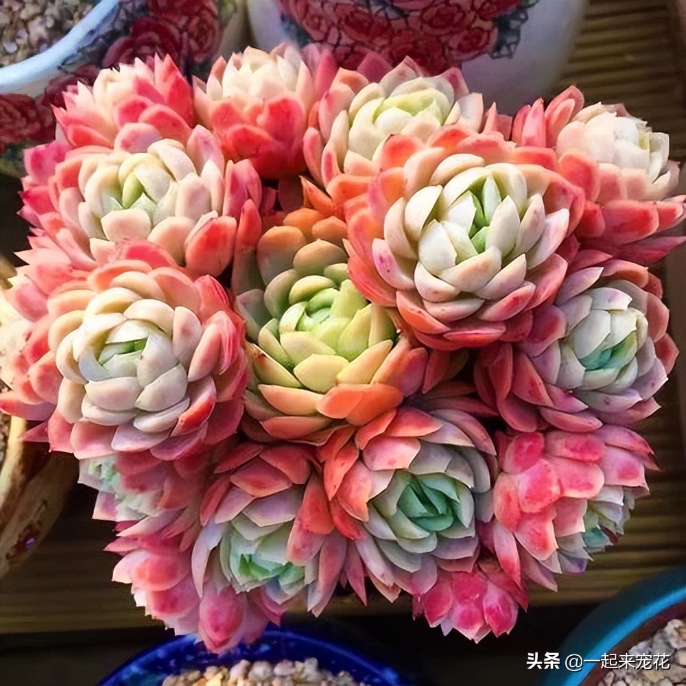 最好看的多肉冰梅,冰梅多肉好过夏吗