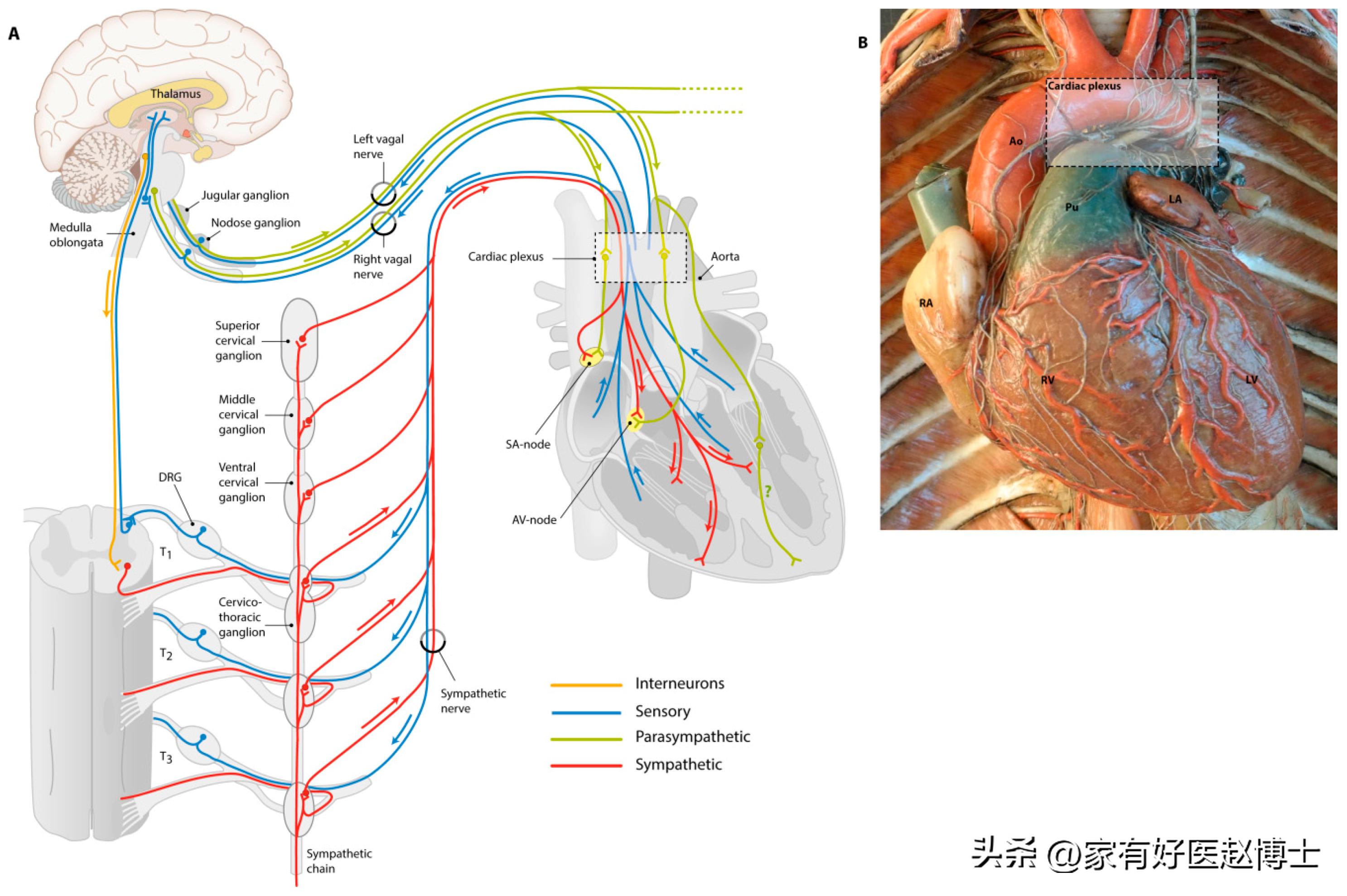 阳后心跳快心慌吃什么药可以缓解,阳后心跳过快吃什么药缓解