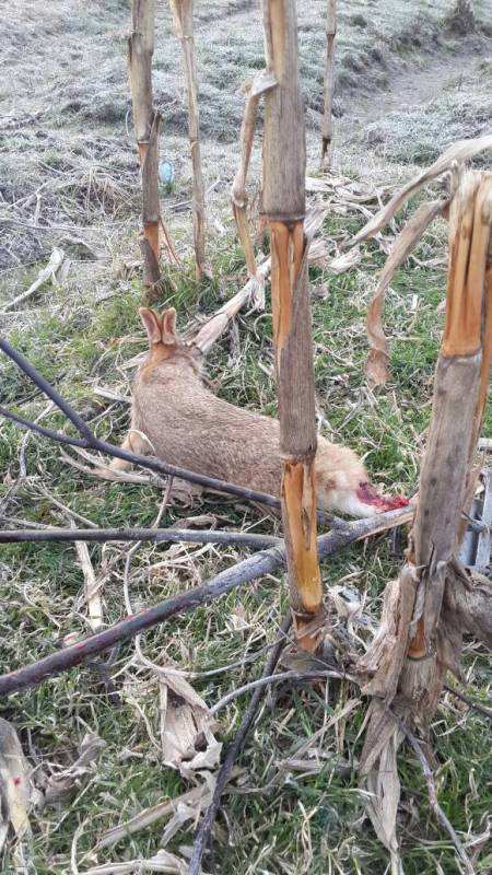 野外如何抓兔子,在野外怎么能逮到兔子