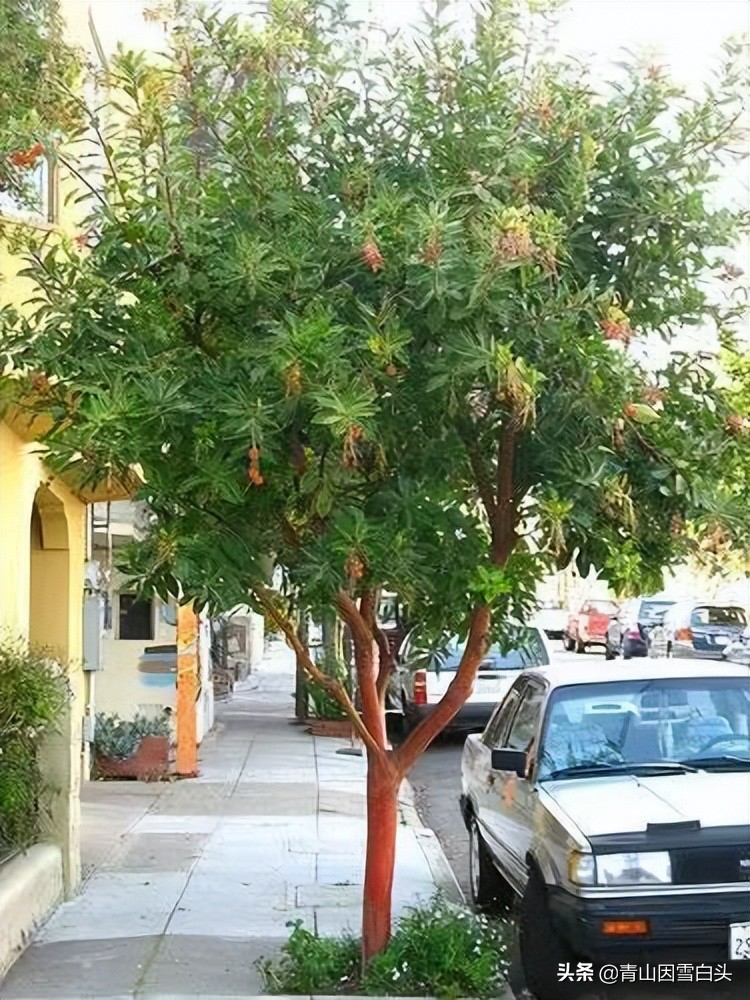 种植草莓一亩地能挣多少钱,草莓树种植地区