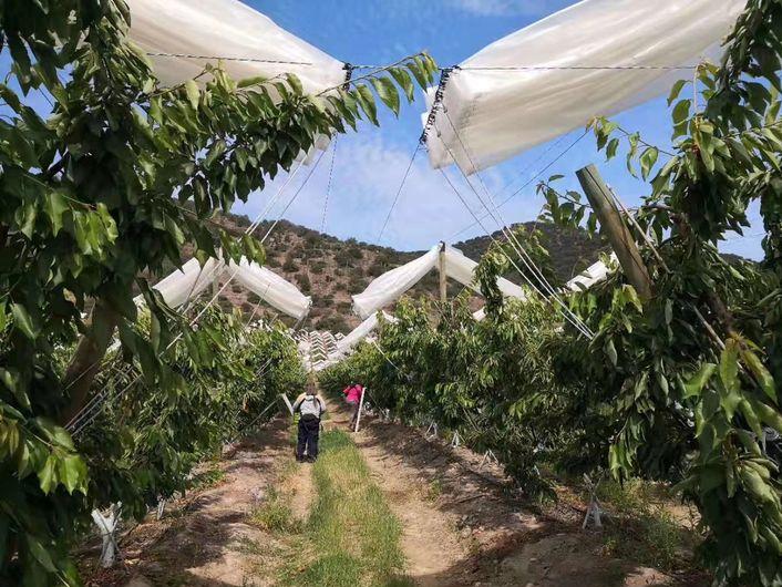 1斤*口车进**厘子卖百元，2分钟带你了解智利种植背后的黑科技，啥样