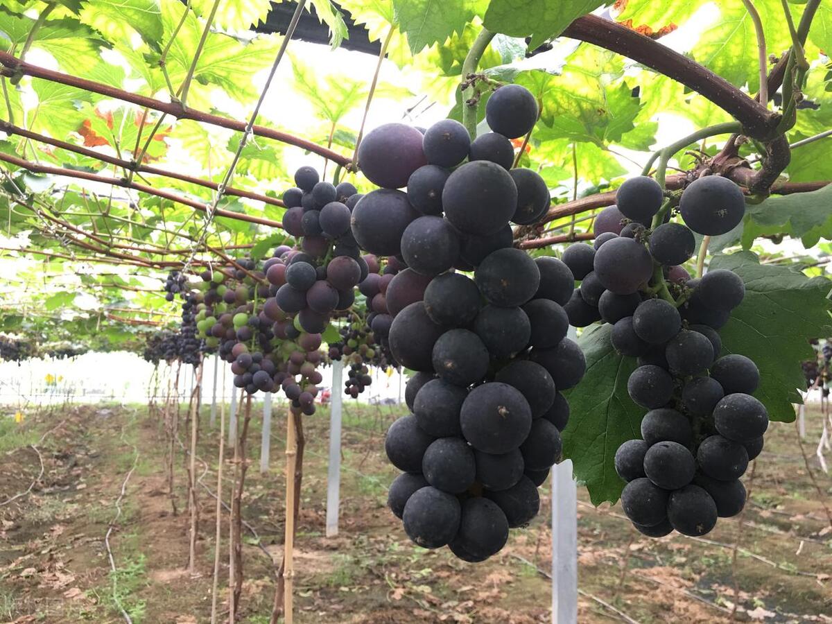 当代年轻人返乡创业做什么,什么是新农人大学生返乡创业