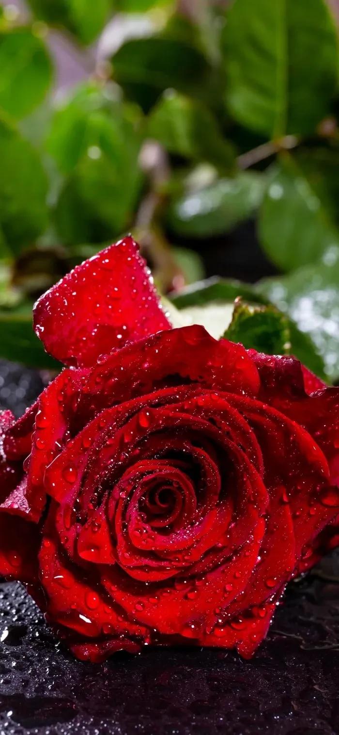 不同颜色的玫瑰花寓意送男生,各种颜色的玫瑰花代表的意思