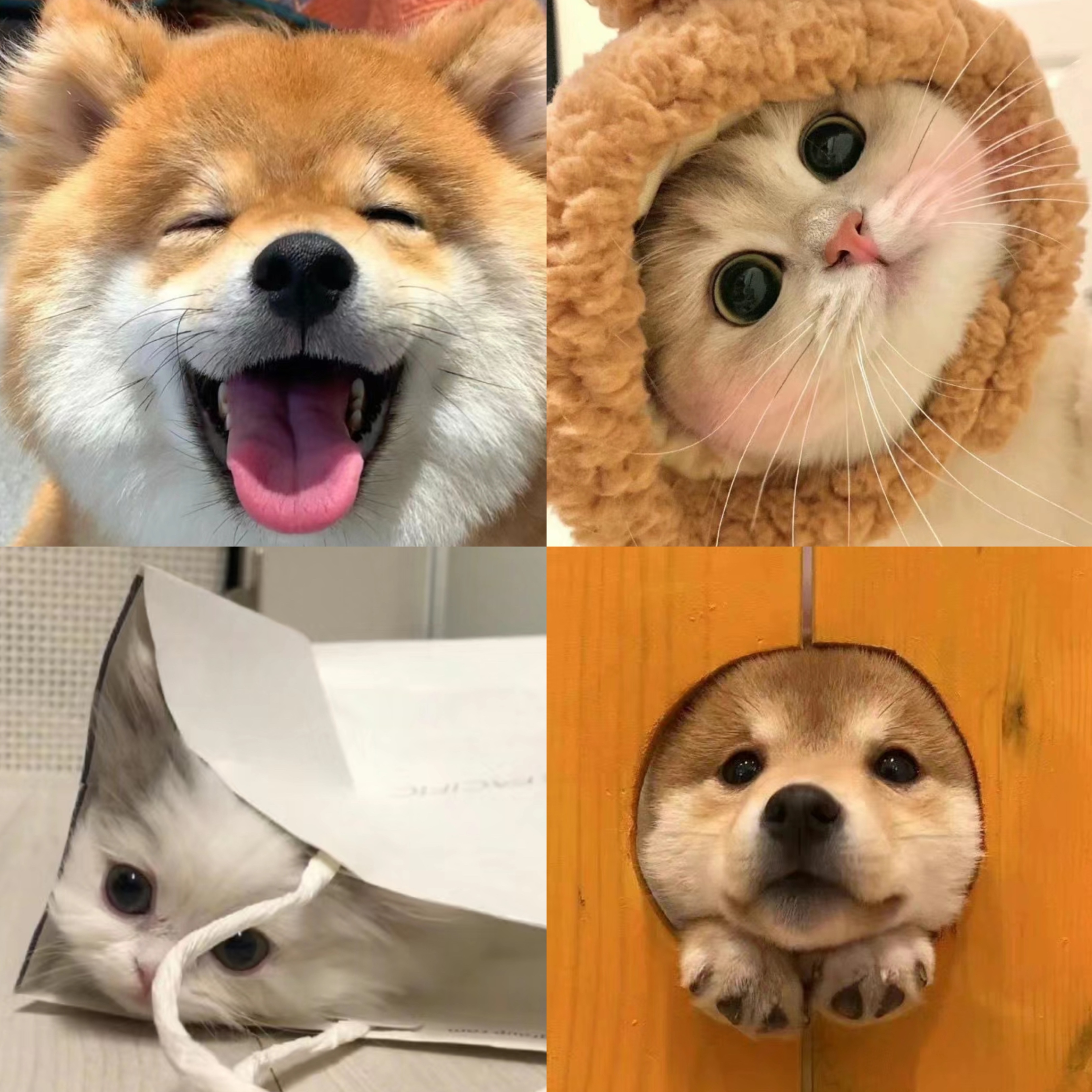 谨防电信诈骗的朋友圈照片,电信诈骗不骗微信卡通头像