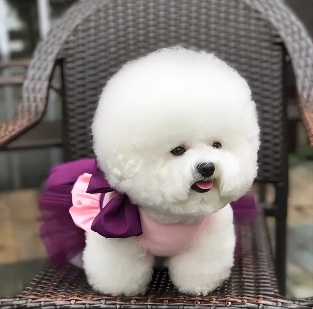 比熊为什么在家里面最听你的话,怎么判断比熊爱不爱自己