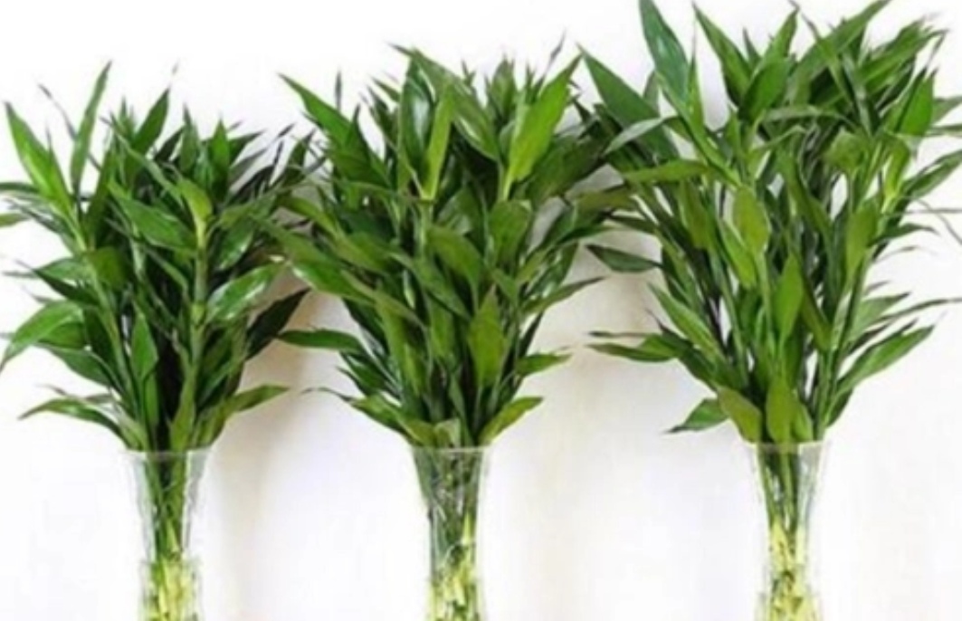 养花浇什么水花越长越肥越好看,栀子花4月怎么浇水