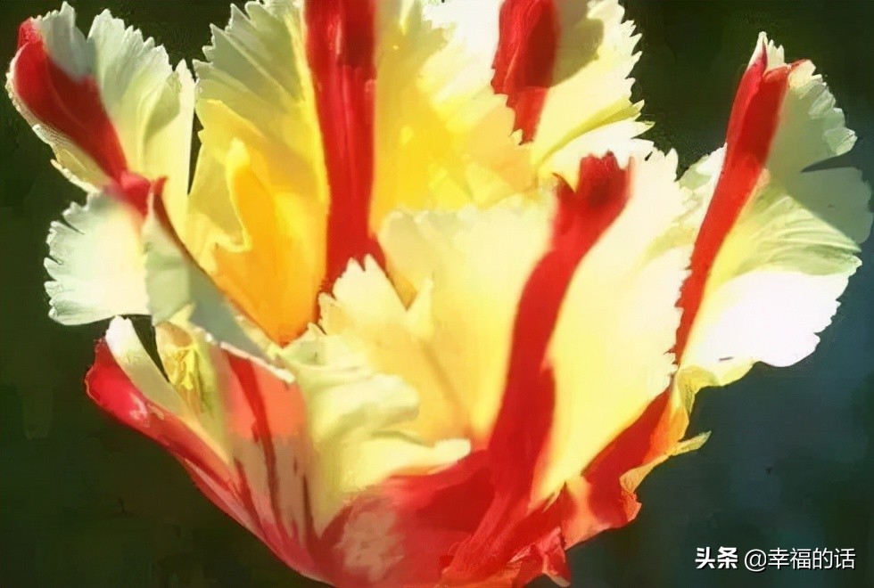 英国国花世界各国的国花,各种国家的国花大全