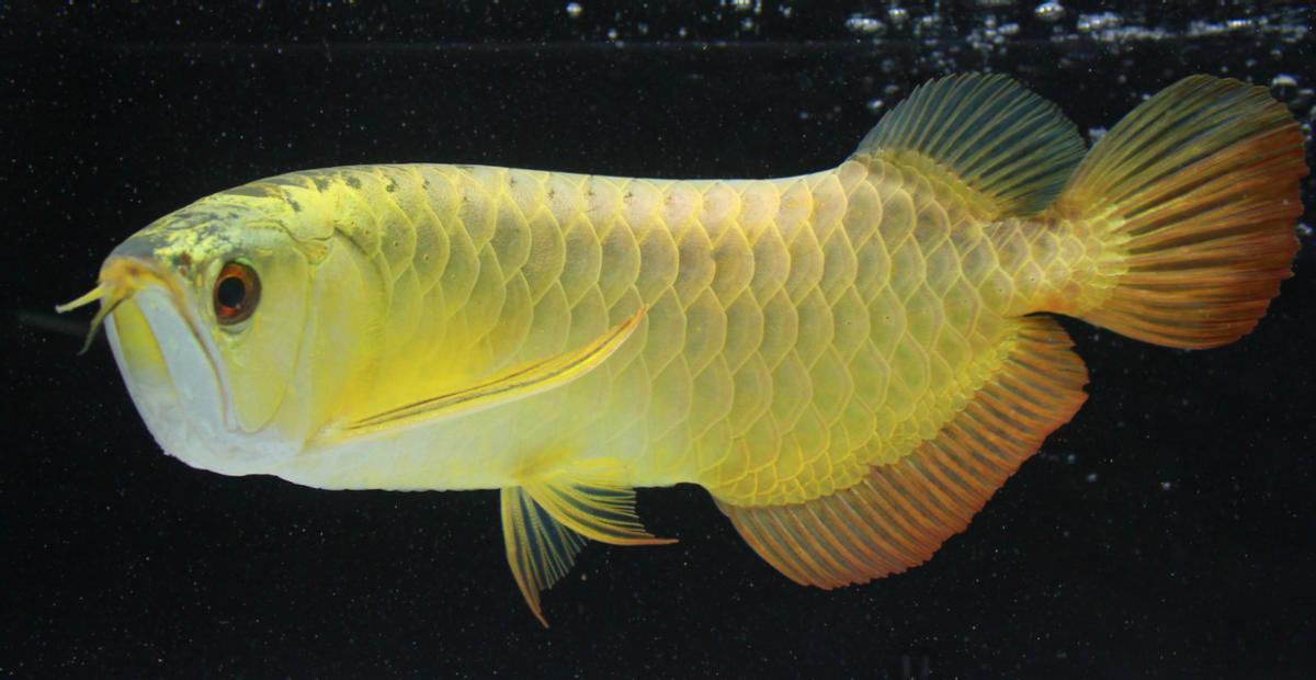 龙鱼缸混养哪些底层鱼好看,龙鱼缸配什么观赏鱼好