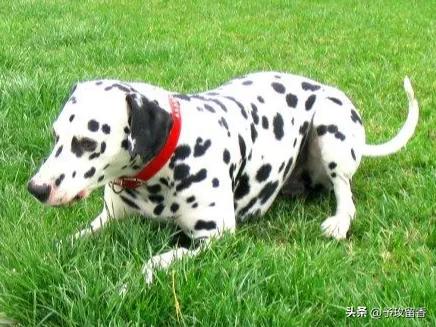 宠物狗应该怎么养详细介绍科普,宠物狗喂养及训练方法有哪些