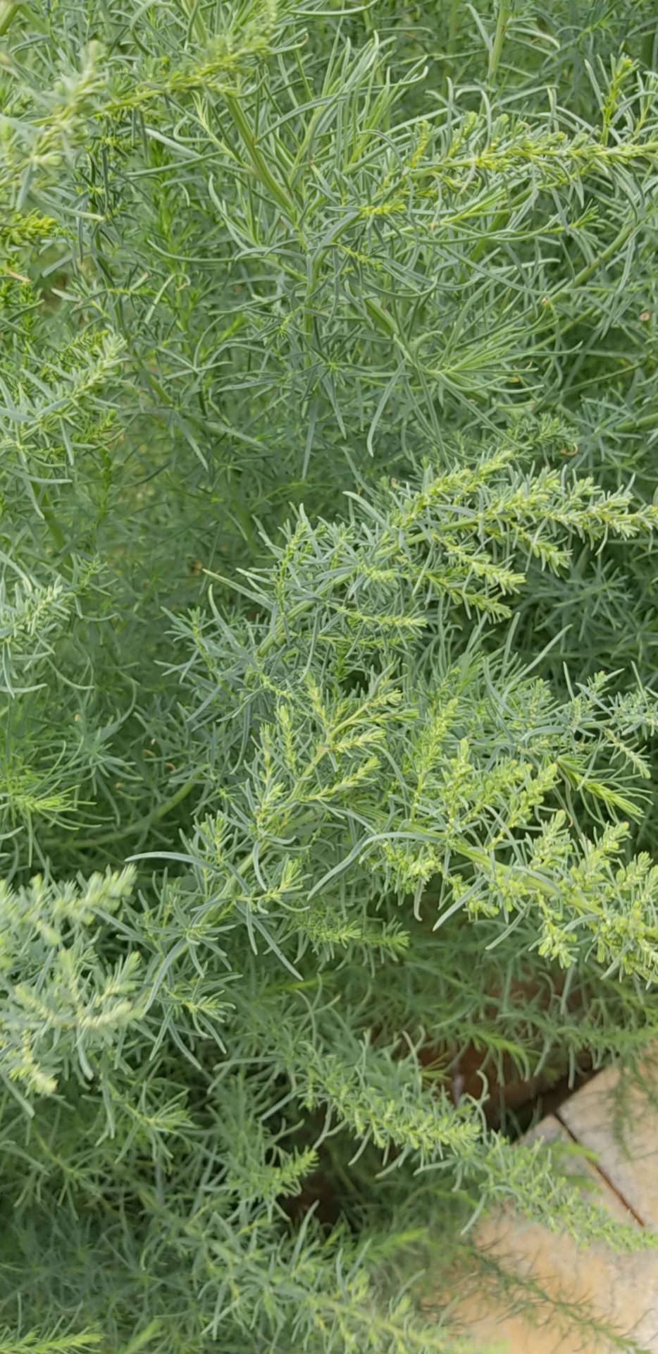 碱蓬俗称什么,植物碱蓬