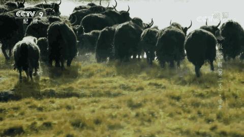 甘肃是最长的省吗,甘肃东西最长有多长