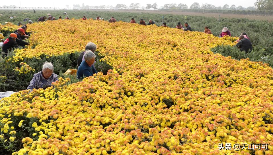 菊花茶分哪几种夏天喝哪种更好,夏天喝冬瓜茶好还是喝菊花茶好