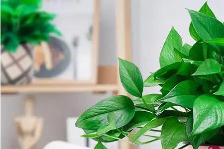 什么植物除甲醛最快最有效又便宜,除甲醛最有效方法推荐