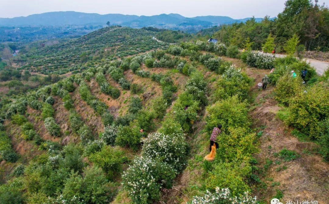 美丽的光山美景,光山县万亩油茶