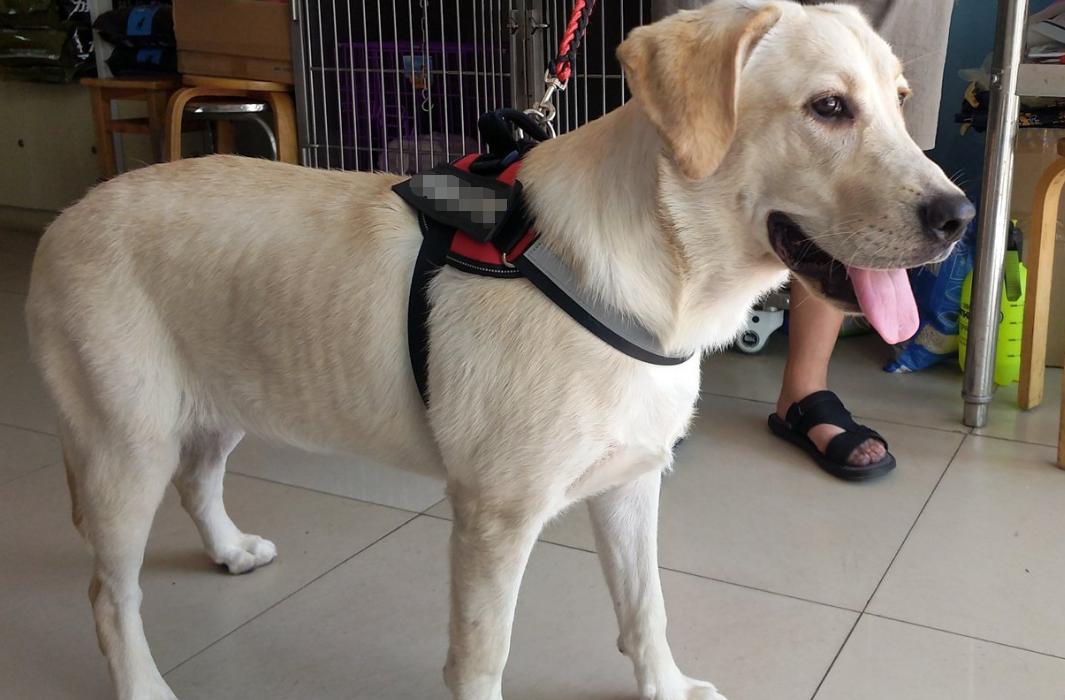 拉布拉多有哪几种颜色好看,拉布拉多什么颜色最好看