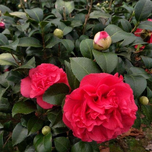 此花人称“赛牡丹”，比香薰还好闻，正值花期，值得花迷养护