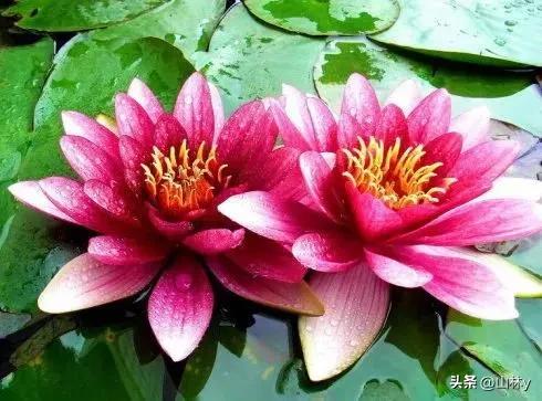 五颜六色的花朵养眼舒心,灵动秀美的花朵图片