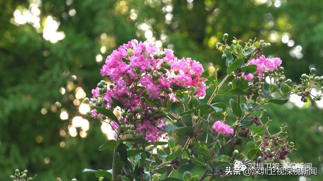 寻找深圳“夏紫薇”，邂逅全城盛开的浪漫