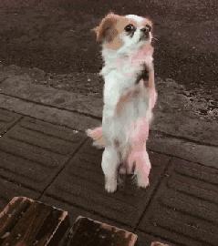 领养狗狗领什么狗最好 (领养和购买宠物狗的区别)