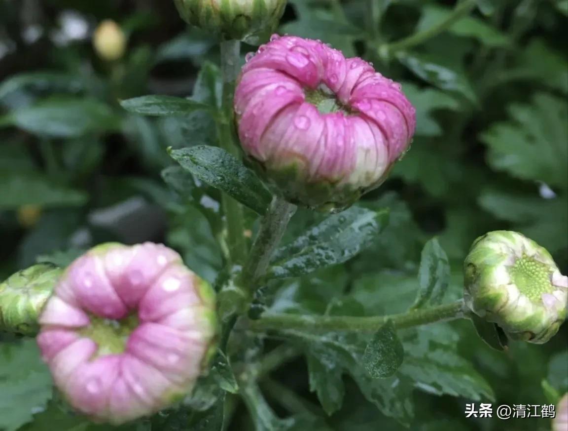 菊花盆栽枯萎后第二年能长新芽吗,刚买回来的菊花花朵枯萎了怎么救