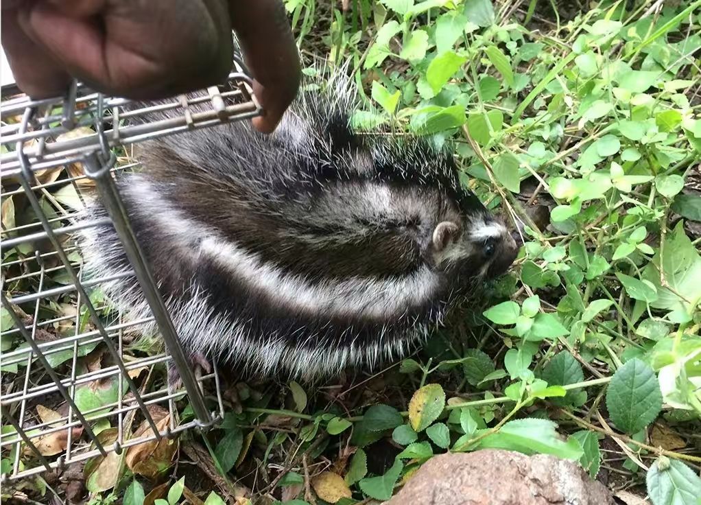 为什么农村的老鼠会消失,农村看不到老鼠了怎么回事