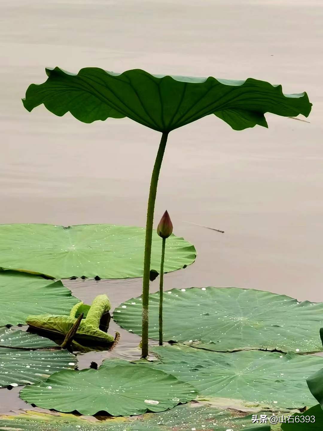 「战友美拍」“荷颂”系列17:陶俊峰的《荷叶之美》
