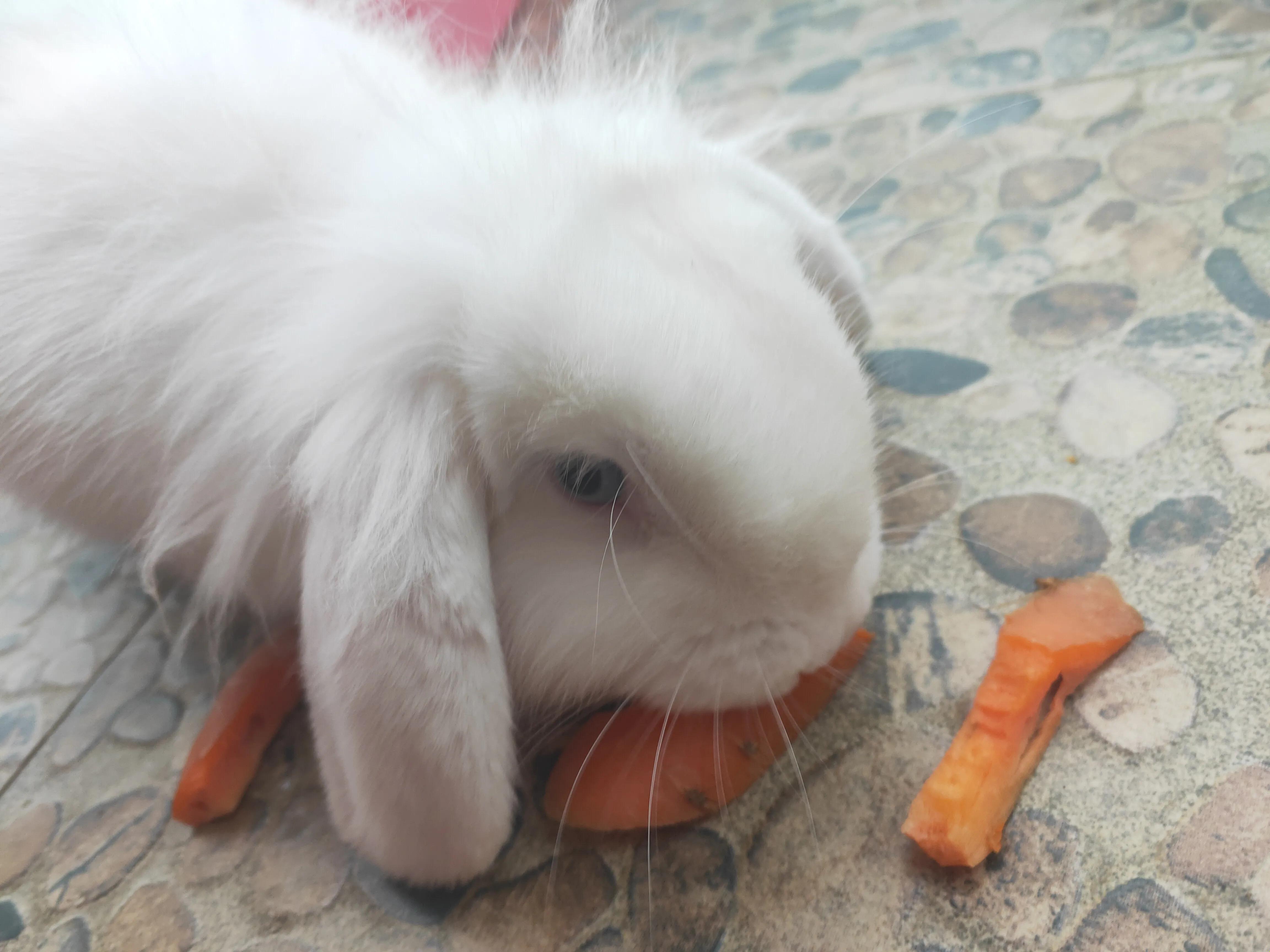 养宠物兔子赚钱吗,有养兔子当宠物的吗