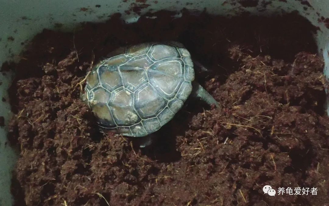 冬眠的龟到热的地方会结束冬眠吗,龟冬眠的状态和死有什么区别