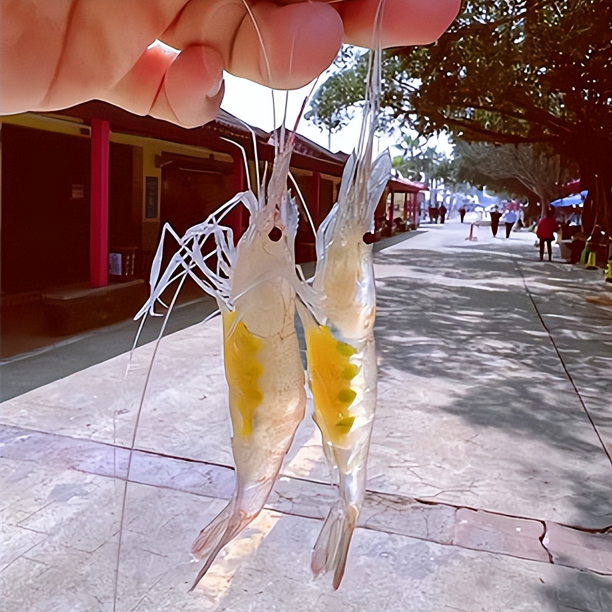 广州人眼中的“虾王”，80元一斤，不管海虾河虾，都鲜不过此虾