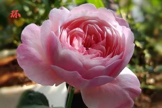 常见切花月季一览（40）（接上期）