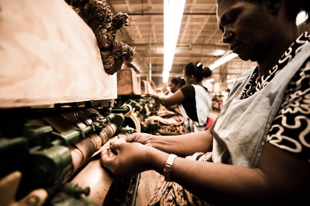 香烟和雪茄烟叶的区别,一根要782万的雪茄