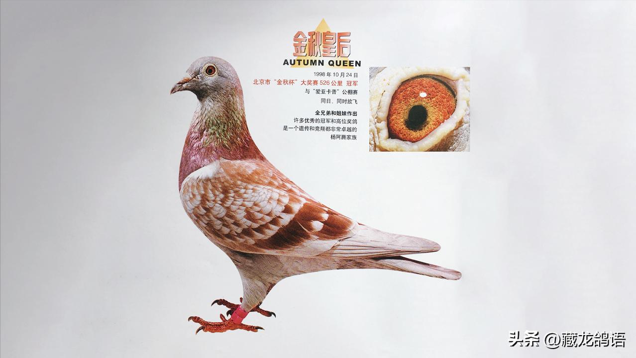 怎么看鸽子是种鸽还是青年鸽,鉴别鸽子是公是母怎么整