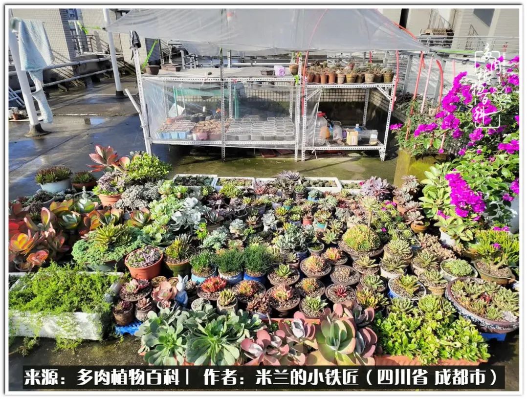 生石花好养吗怎么养护的,生石花的养殖方法和注意事项