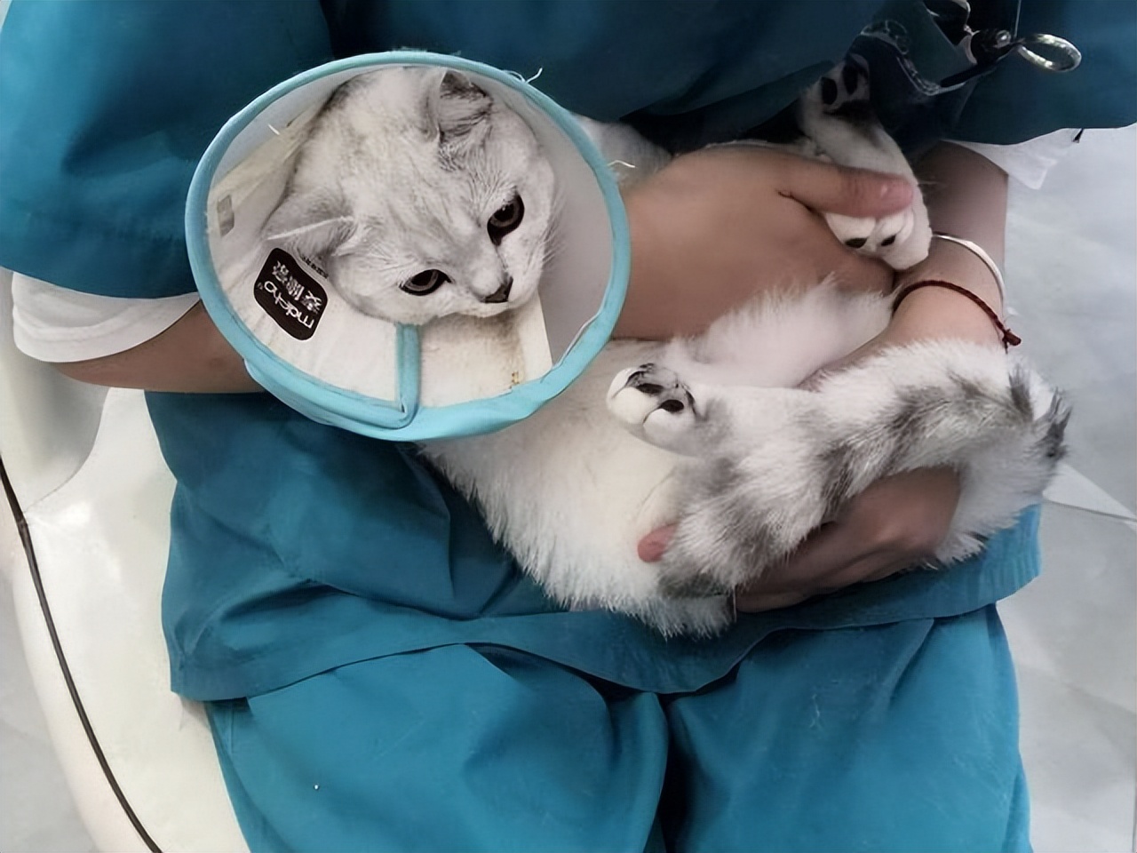 公猫绝育怎么知道做得彻不彻底,公猫绝育到底好不好