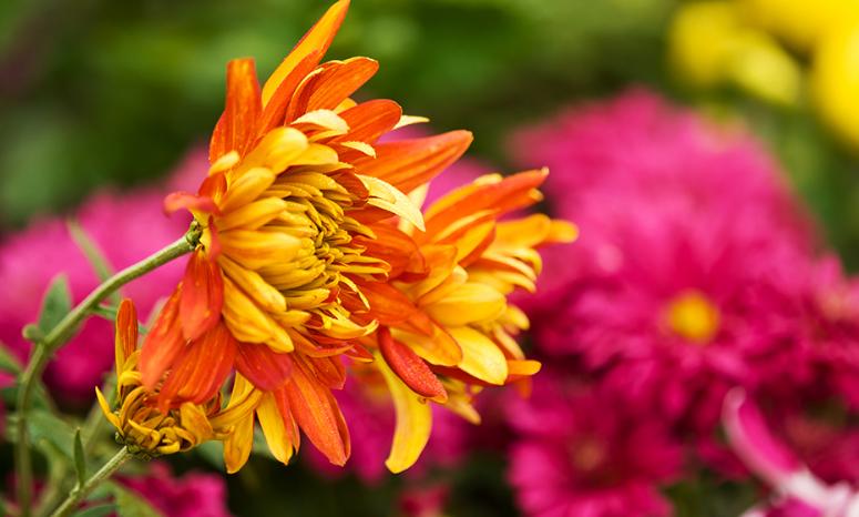 十首赏菊的诗词,赏黄花的诗句