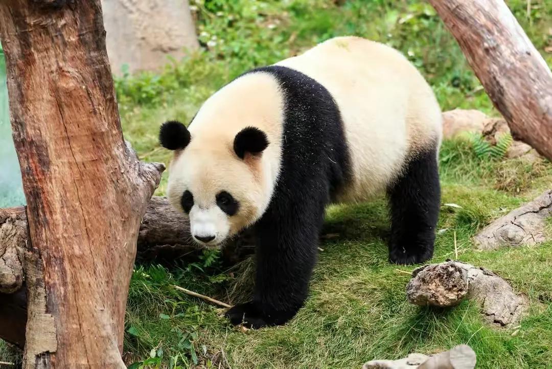 什么时候开始熊猫外交的,熊猫外交的发展历程