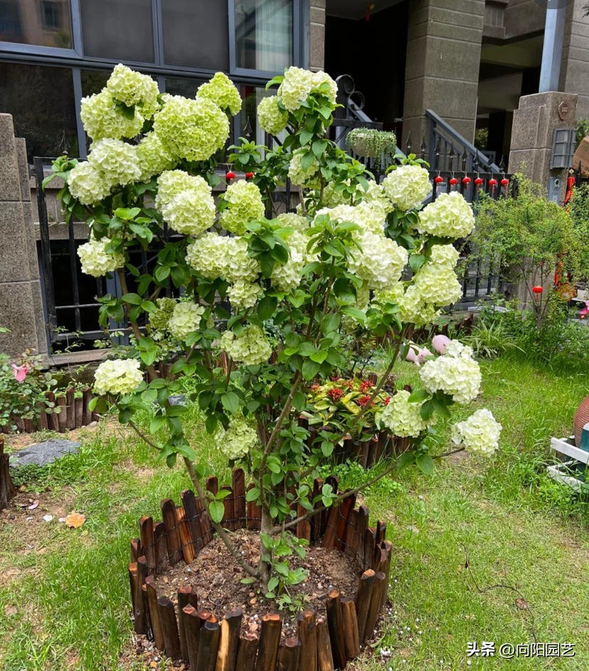中华木绣球种在庭院有什么忌讳,刚买的中华木绣球怎么才能种活