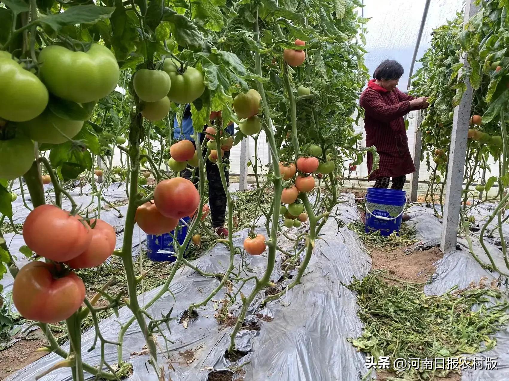 乡村振兴种蔬菜,乡村振兴大棚种植