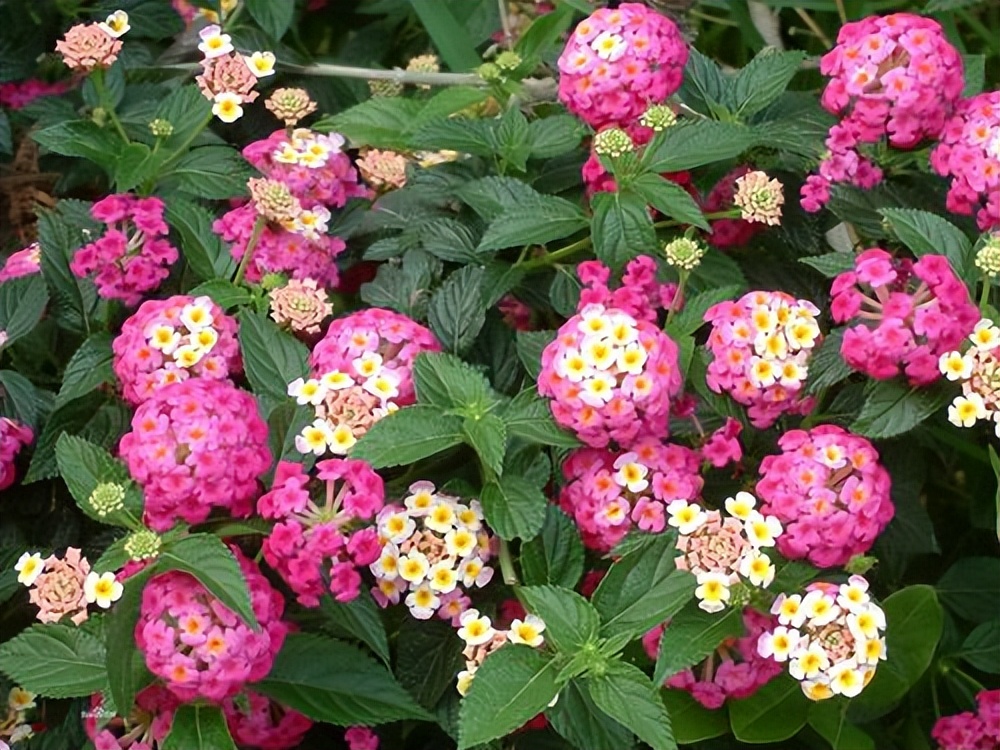 蛇蝎芙蓉花,皖南蛇蝎花