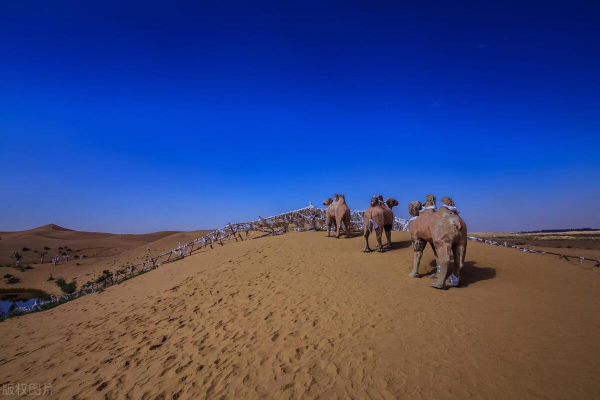 骆驼最怕的天敌是谁,骆驼有哪些危险之处