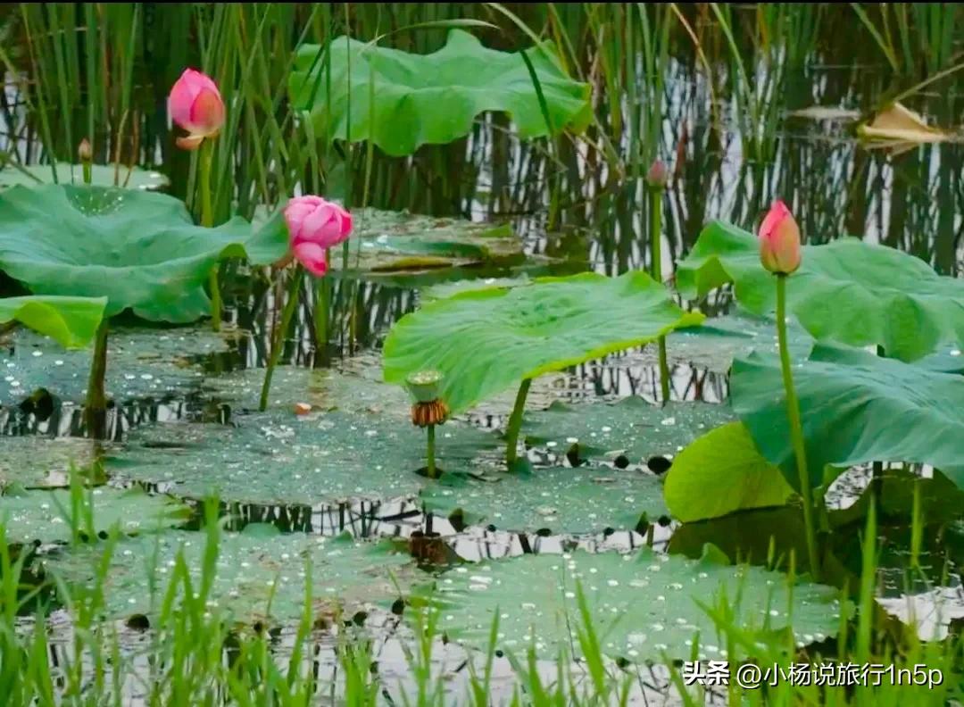 涔変箤鑾插鍏洯,涔変箤鑾插鍏洯鐜扮姸