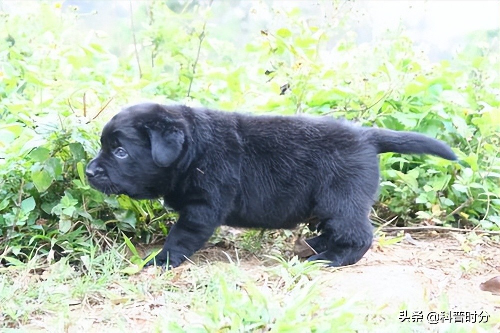 小黄毛捡到一只小狗,15年前村民捡到一只小狗