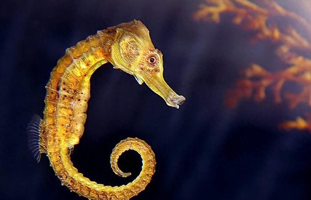 海马:上帝的喝醉创作还是科学的奇迹?