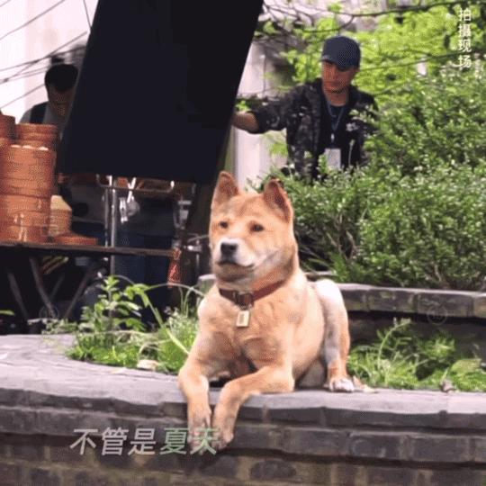 忠犬八公感人,忠犬八公最后30分钟感人片段