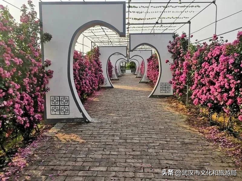 花朝河湾邀您来赏花,花朝河湾旅游景区本地人要门票吗